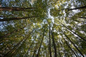 Summer Tree Tops