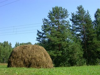 A stack of hay in the forest field