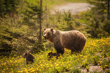 Bear in Jasper National Park in Canada