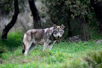 Europäischer Wolf (Canis lupus lupus) - gray wolf