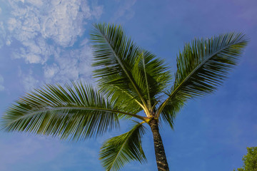 Palm tree fronds silhouetted against the bright blue sky