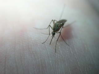 Mosquito on himan skin