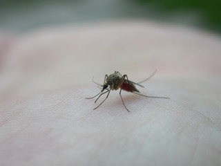 Mosquito