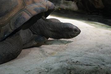Riesenschildkröte (Tierpark Schönbrunn)