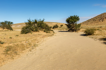 green trees in the desert, Gobi desert, Mongolia