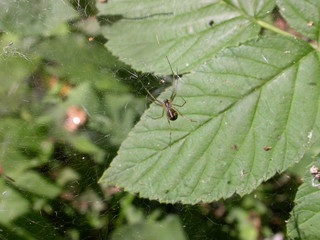 Little spider on the green leaf in forest