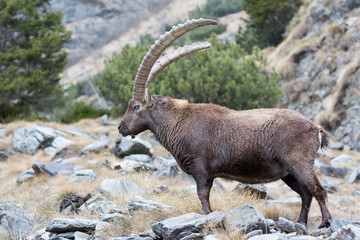 Stambecco in regione rocciosa (Capra Ibex)