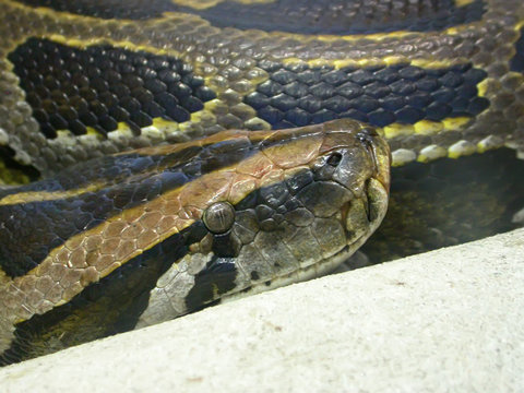 Snake head of pyton in the zoo
