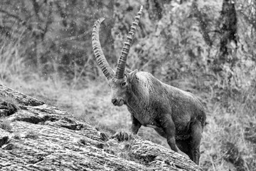 Stambecco delle Alpi in regione rocciosa (Capra Ibex)
