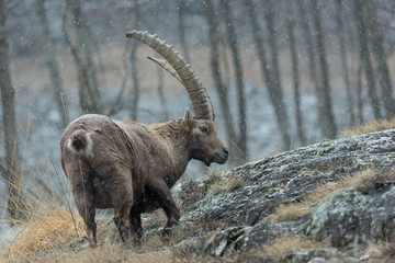 Stambecco in regione rocciosa (Capra Ibex)