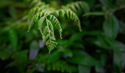 Fern with water drops and sunlight in the rain forest.