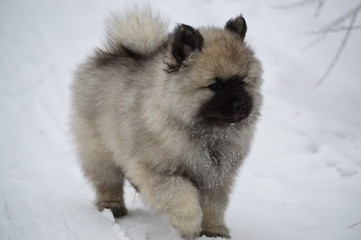 cute keeshond german wolfspitz puppies play and run in the snow