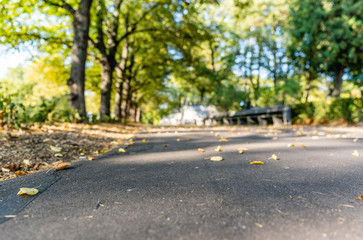 Fototapeta premium Park in Sunny Autumn Day With Golden Leaves in Trees, Latvia, Europe, Concept of Relaxing Travel day in Peace and Harmony on Countryside, Selective Focus