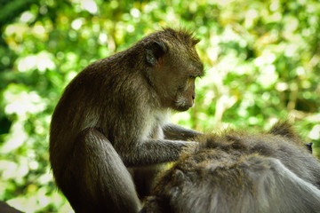 Sacred monkey family gathering in the tropical asian rain forest monsoon jungle for a visit