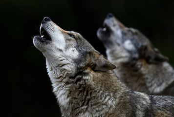 Huilende wolven (Canis lupus lupus) - grijze wolf
