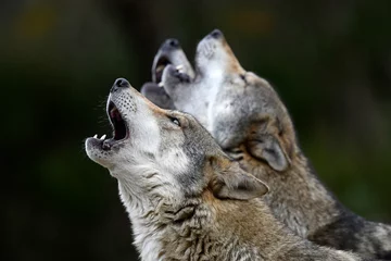  Huilende wolven (Canis lupus lupus) - grijze wolf © bennytrapp