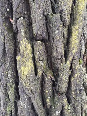 Close-up: moss on the bark of a tree. Cloudy day at the end of winter.