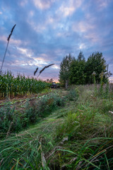 Freshly Cultivated Organic Corn Field for Biomass on Cloudy Summer Evening with Sunset Colors - Concept of Nutrition full Vegetables and Renewable Energy for Gas and Fuel.