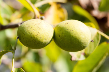 Seedless fruit. Macro of young immature, unripe fruits on the branch, with the tree in the...