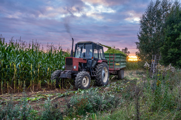 Tractor Harvesting Organic Corn Field for Biomass on Cloudy Summer Evening with Sunset Colors and Dramatic Sky - Concept of Nutrition full Vegetables and Renewable Energy for Gas and Fuel.