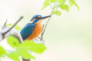 The common kingfisher Alcedo atthis on a branch in Goa, India