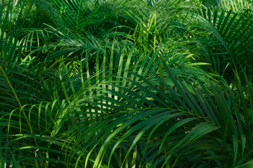 Tropical palms leaves