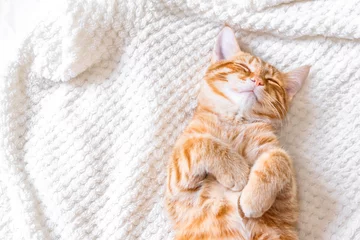 Foto auf Acrylglas Katze Ingwerkatze schläft