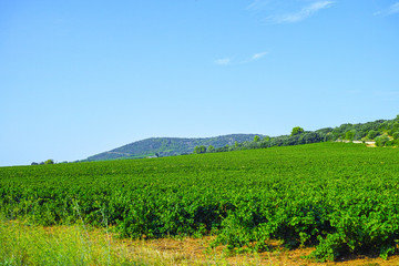 Fototapeta na wymiar Landscape with ripe white wine grapes plants on vineyard in France, white ripe muscat grape new harvest