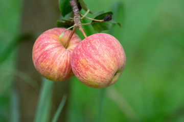 New harvest of healthy fruits, ripe sweet pink apples growing on apple tree