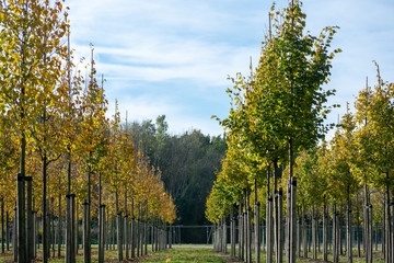 Privat garden, parks tree nursery in Netherlands, specialise in medium to very large sized trees,...