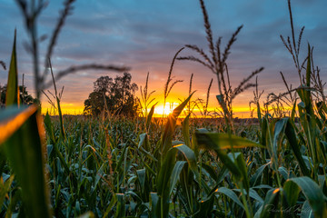 Fototapeta premium Closeup of Organic Corn Field for Biomass on Cloudy Summer Evening with Sunset Colors and Dramatic Sky - Concept of Nutrition full Vegetables and Renewable Energy for Gas and Fuel.