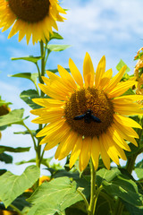 Big yellow sunflowers growing  on field with ripe black seeds
