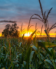 Closeup of Organic Corn Field for Biomass on Cloudy Summer Evening with Sunset Colors and Dramatic Sky - Concept of Nutrition full Vegetables and Renewable Energy for Gas and Fuel.