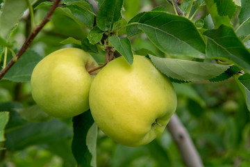 New harvest of healthy fruits, ripe sweet green apples growing on apple tree