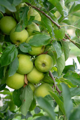 New harvest of healthy fruits, ripe sweet green apples growing on apple tree