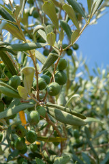 Green ripe olives growing on olive tree