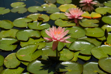 Pond Flower