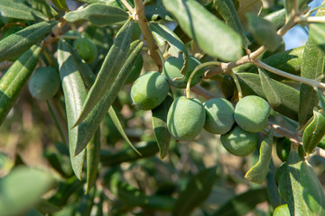 Green ripe olives growing on olive tree