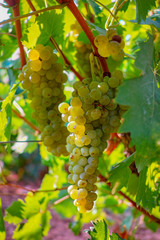 Ripe white wine grapes plants on vineyard in France, white ripe muscat grape new harvest