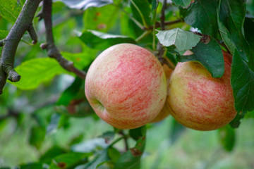 New harvest of healthy fruits, ripe sweet red apples growing on apple tree
