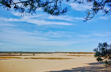 Landscape with yellow sand dunes, trees and plants and blue sky, National park Druinse Duinen in North Brabant, Netherlands