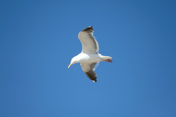 Fototapeta na wymiar Bird - Seagull