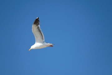Bird - Seagull
