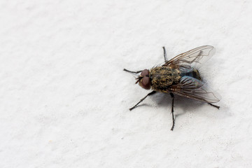 Fly on a white wall. Copy space. Extreme macro closeup