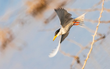 towards target - River Tern