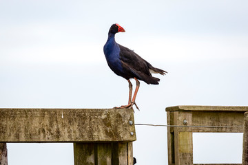 North South IslandTeal Swamp Hen, New Zealand Pukeko