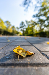 Closeup View of Concrete Pattern in Park in Sunny Autumn Day With Golden Leaves in Trees, Latvia, Europe, Concept of Relaxing Travel day in Peace and Harmony on Countryside