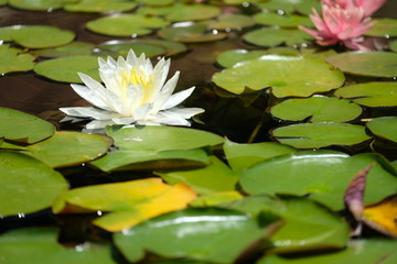 Pond Flowers