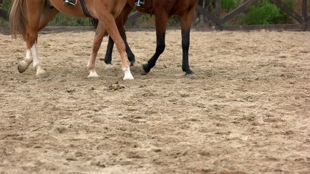 Hooves of walking horses on the sand. Legs of leading horses walking at the farm. Horses hooves in the motion. Dressage competition concept.