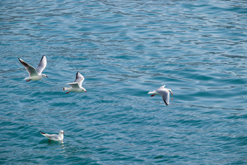 Seagulls are flying fast over the sea.
